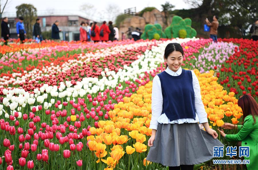 3月16日，游客在重庆市长寿湖景区内盛开的郁金香前留影。