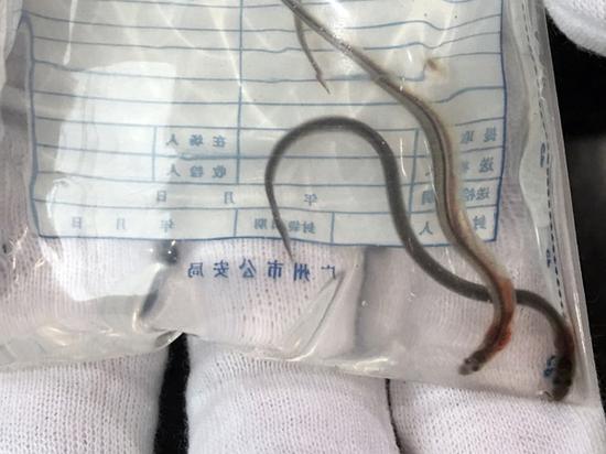 2旅客携42包欧洲鳗鱼苗入境被截获 为Ⅱ保护动