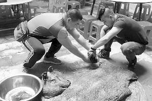 黄氏宗祠“太公分猪肉”现场。