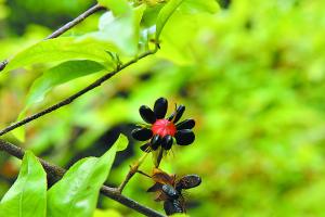 　　花瓣凋落之后，变红的花托与黑色的果实看起来像红着脸的“米老鼠”。