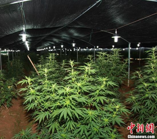 资料图:大棚内种植的大麻。中新社发 黄耀辉 摄