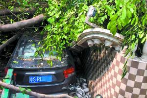 小车被压在大树下。广州日报全媒体记者卢政 摄
