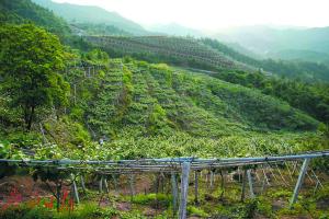 　　和平县下车镇云丰村是有名的猕猴桃种植基地。