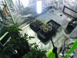 
													 　　犯罪嫌疑人在屋里种的大麻。通讯员供图
												