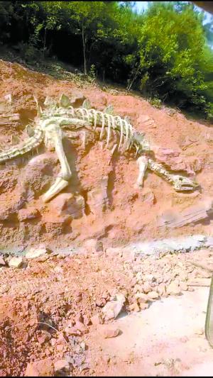 网上疯传的“恐龙”化石骨架。（网络视频截图