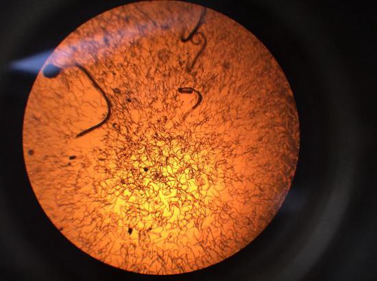 番石榴根结线虫难防治 防控线虫可选盈辉杀线