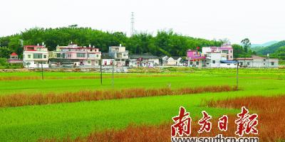 清远佛冈71条美丽乡村通过市验收 村民自治能