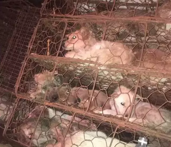 小小的笼子里面最多被放进了5条狗,狗狗们在狭窄恶劣的环境里,连转身都做不到。志愿者估计有些狗狗已经失去了生命。