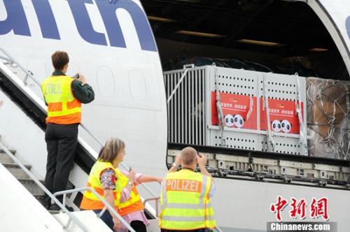 图为两只大熊猫正在从乘坐的货运专机上被卸下。彭大伟 摄