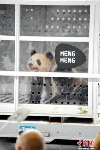 当地时间6月24日下午，中国租借给德国的一对大熊猫“梦梦”、“娇庆”顺利抵达德国柏林，受到热烈欢迎。图为“梦梦”在欢迎仪式上向在场观众“卖萌”。彭大伟 摄