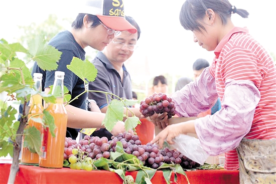 在礼乐葡萄节上,鲜美的葡萄让市民和游客流连忘返。 吴丽芳 摄