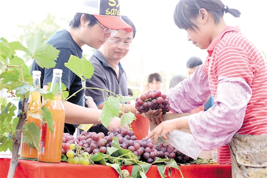 在礼乐葡萄节上，鲜美的葡萄让市民和游客流连忘返。 吴丽芳 摄