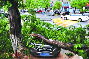 大树倒下，正好砸到路边的汽车。