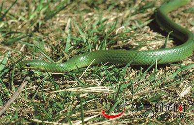 夏季雨水多，市民在山间或草丛行走时也要特别注意防蛇。图为竹叶青蛇资料图