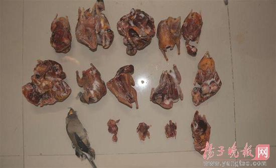 民警在冰箱中搜出28只拔了毛的鸟