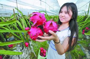 ①增城的火龙果，个大果甜。广州日报全媒体记者杨耀烨摄