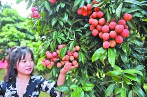 ③游客在采摘增城荔枝。广州日报全媒体记者杨耀烨摄