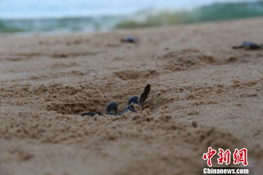中国首例全人工繁殖的第一窝海龟宝宝 钟欣 摄