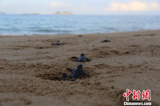 中国首例全人工繁殖的第一窝海龟宝宝　钟欣　摄