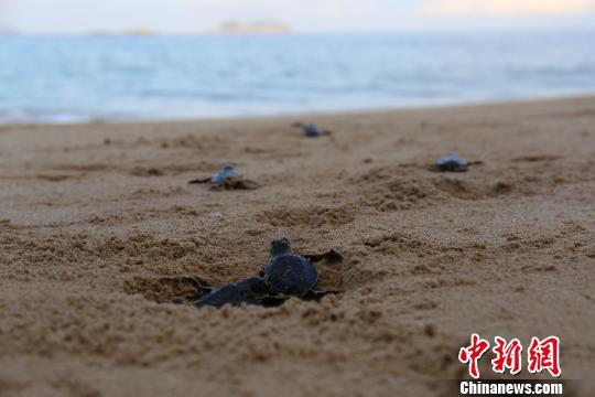 中国首例全人工繁殖的第一窝海龟宝宝 钟欣 摄