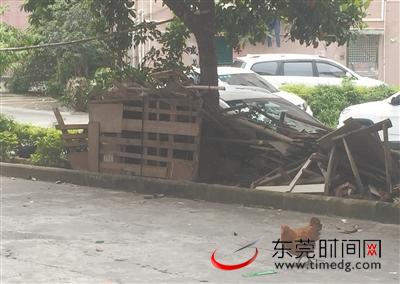 长安厦边社区,绿化带中间搭建了一个养鸡的窝棚 记者 尹金钟 摄