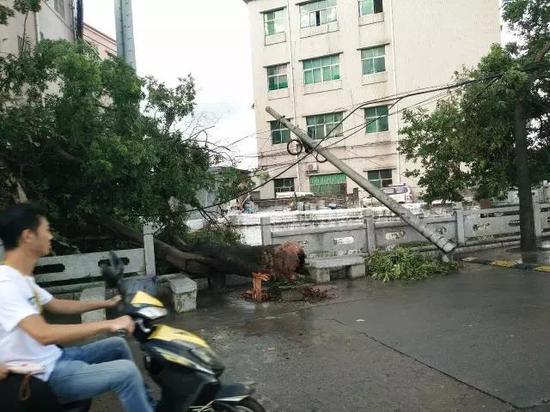 △台风过境,当地树木和电线杆被强风刮断。