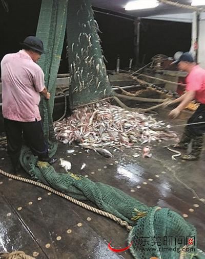 渔民们正在分拣新鲜渔获 通讯员供图