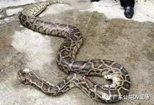 工厂保安冯先生说,以前也见过大蟒蛇,但是像这次这么大,而且来到离人这么近的地方的,还是第一次。