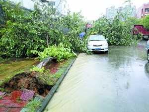 　　凤岗昨天普降暴雨，路边一棵树被连根拔起。