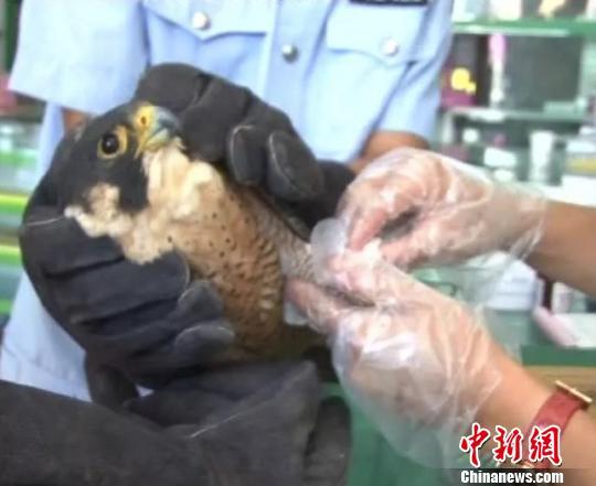 兽医在对受伤的游隼进行消肿止痛处理。　泸西县森林公安局 摄