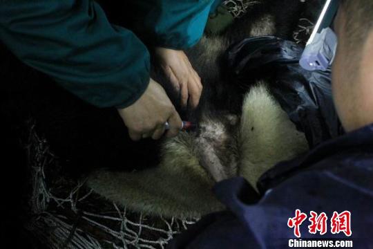 对大熊猫“张想”抽血体检 保护区 供图
