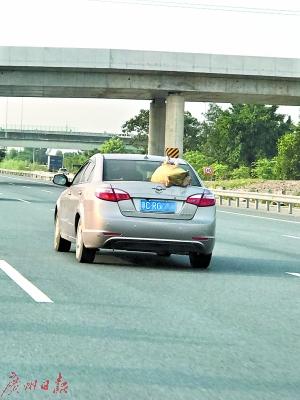 广清高速上，一辆轿车车尾绑着两只鸭子。广州日报全媒体记者摄