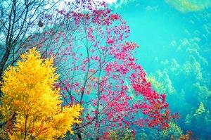 颜色鲜艳的叶子为秋天添彩。
