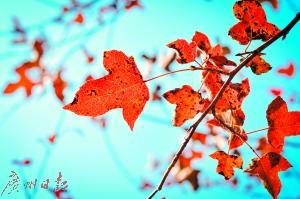 颜色鲜艳的叶子为秋天添彩。