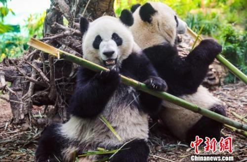 图为大熊猫在动物园内悠闲地吃着竹子。　钟欣 摄