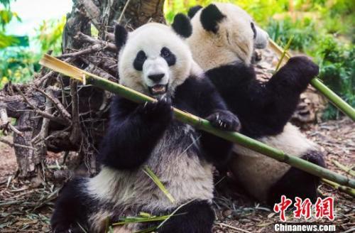 图为大熊猫在动物园内悠闲地吃着竹子。 钟欣 摄