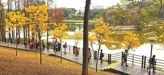  黄花风铃木—麓湖环湖