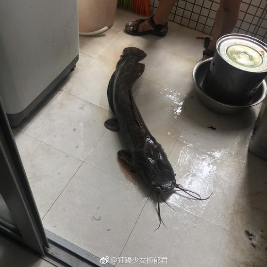 广州动物园被淹,火烈鸟也成了“游禽”,在动物园里游了起来↓↓↓