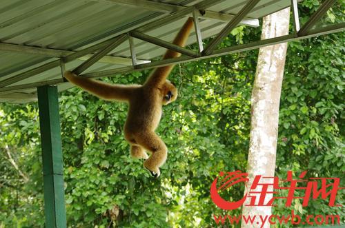 图为西双版纳热带雨林，一只滇金丝猴出现在园区缆车站。唐珩 摄