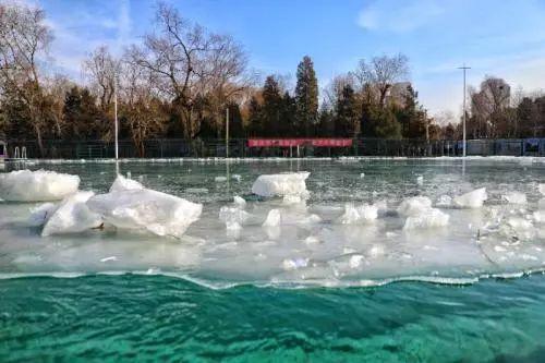 清华的西湖游泳池，是校内的冬泳“圣地”。本文图片都为受访者提供。