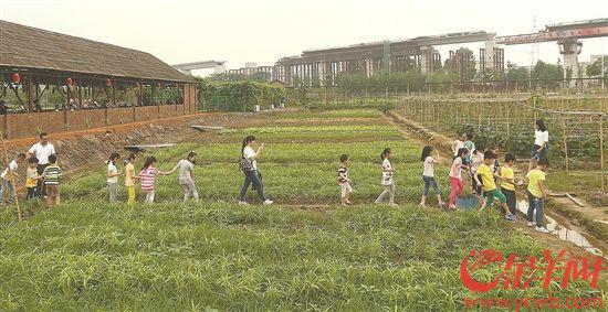 农业园水果蔬菜采摘游受市民欢迎