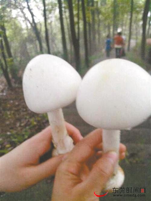 ■毒蘑菇(本报资料图片)