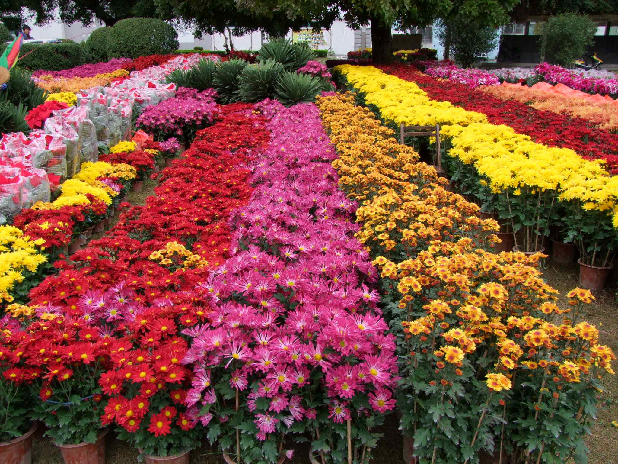 一日浪读:学生手机或将禁入课堂 | 天河迎春花市15日招标