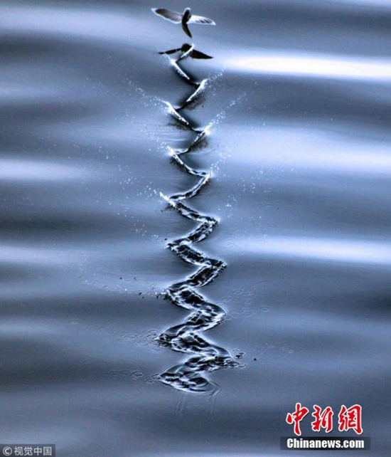一只飞鱼在水面上游走,所过之处泛起的涟漪犹如一道拉链。图片来源:视觉中国