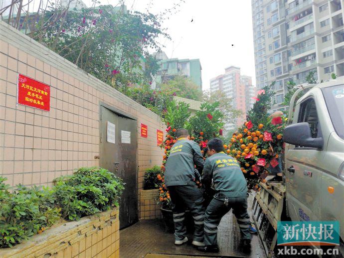 ■在天河区天河南街年花年桔收集点,环卫工人在清运废弃的花木。
