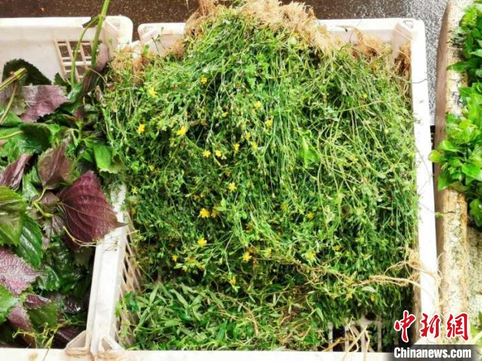 台山菜市场中零售的新鲜田基黄。 李晓春 摄