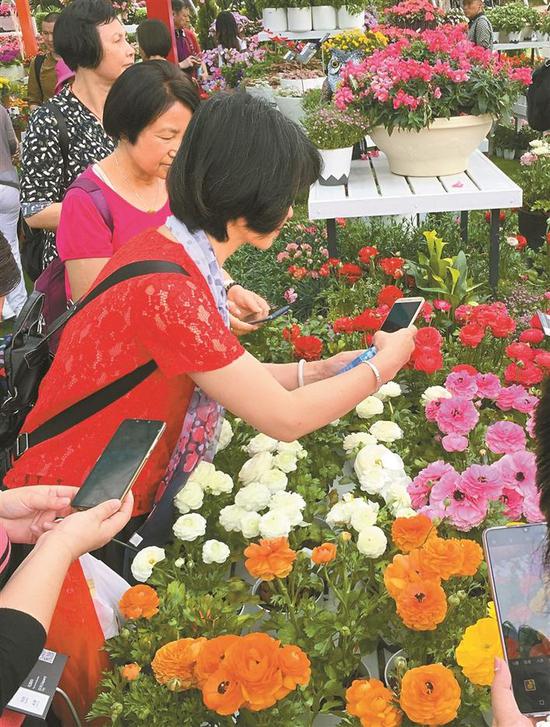 ▲市民纷纷拿出手机为这些美丽的花朵留下倩影。 深圳晚报记者 冯明 通讯员 崔嵩