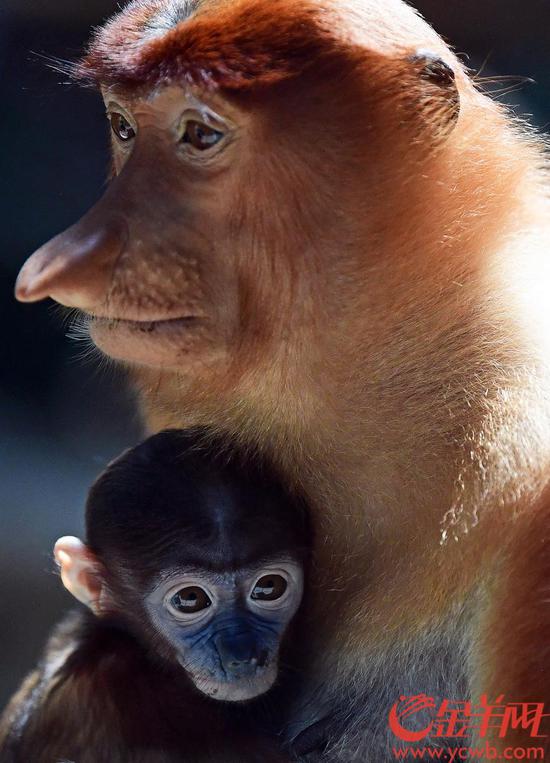 广州|萌宝总动员 长隆十种珍稀动物新生宝宝集体与游客见面