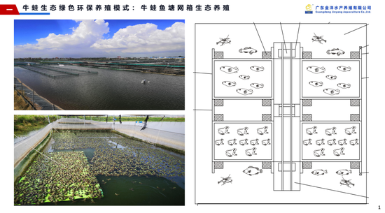 金洋董事长潘淦介绍了金洋水产牛蛙菜基鱼塘循环生态种养模式