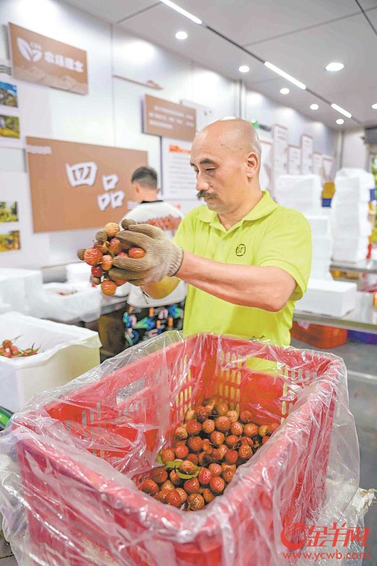 工人们熟练地将饱满的荔枝放入特制包装箱